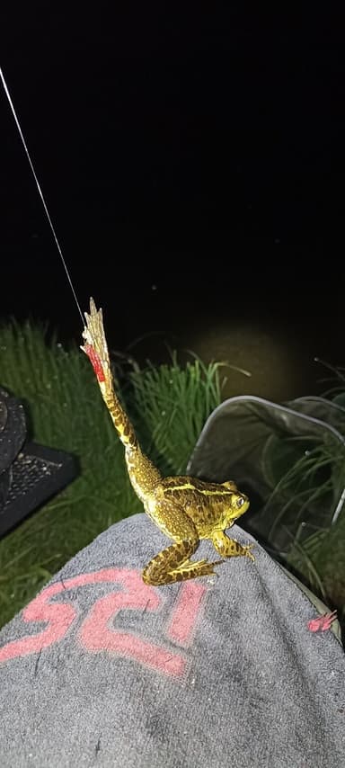 Лещ, Плотва — Дрозды, 31 мая 2023 г.