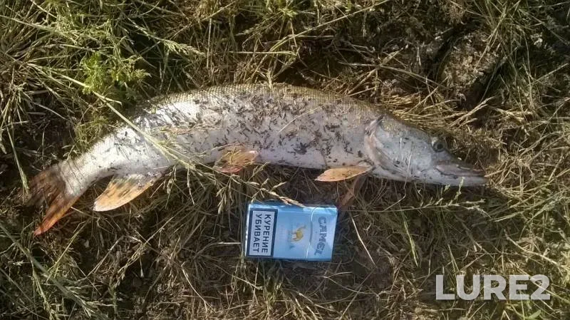 Щука