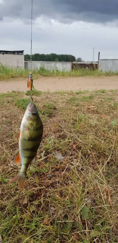 Окунь