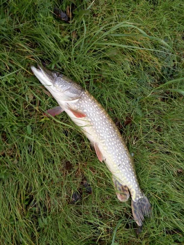 Щука