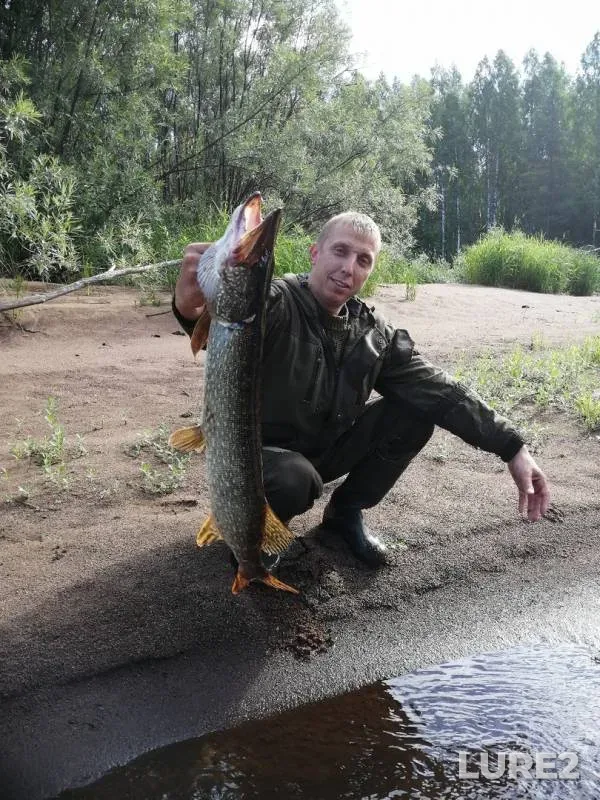 Щука