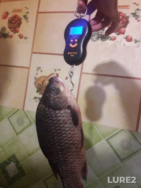Карась