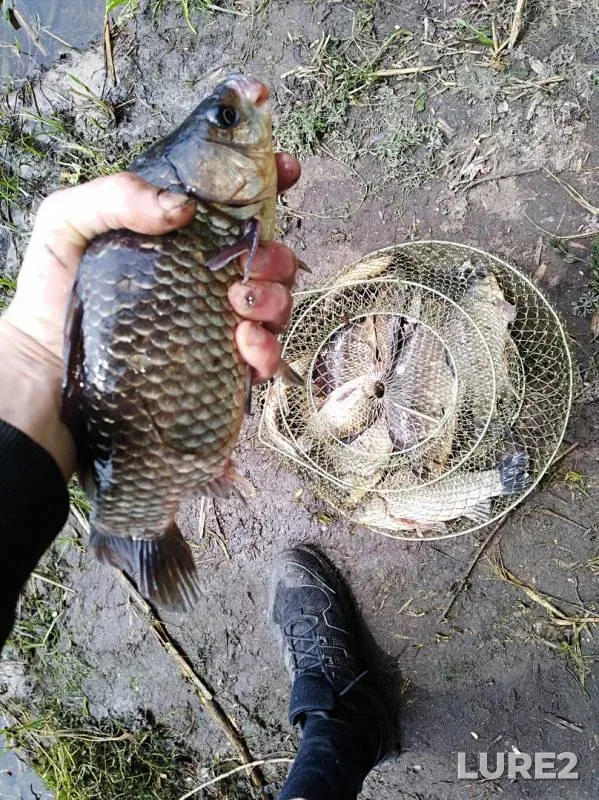 Карась