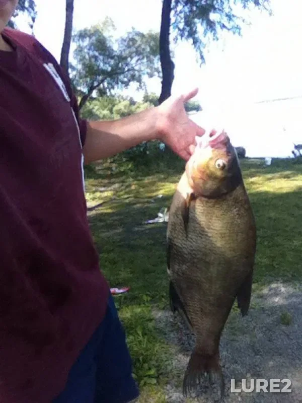 Лещ
