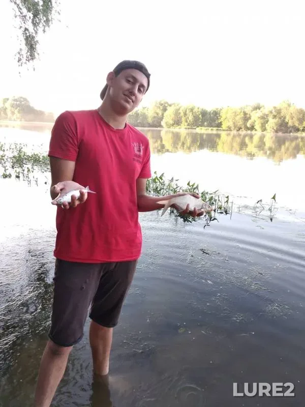Уклейка, Лещ