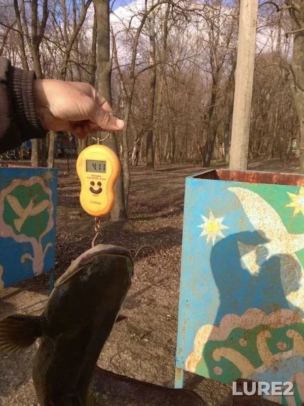 Сом