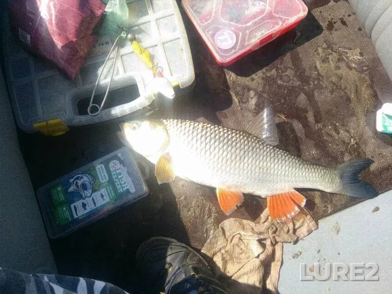 Голавль