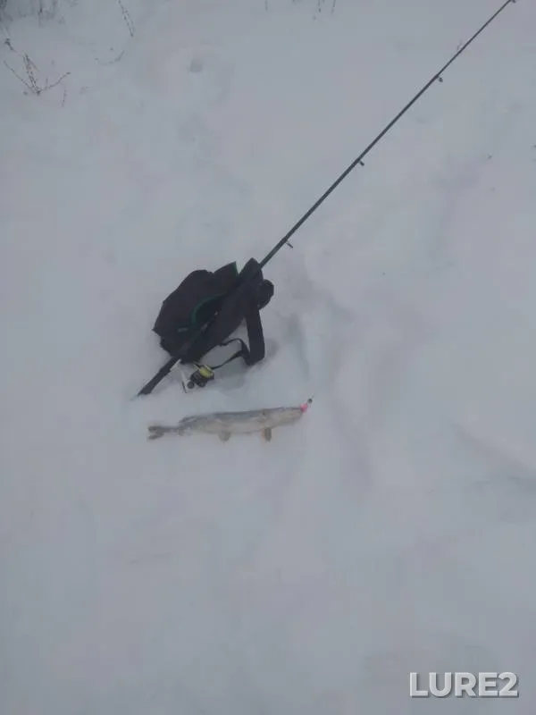 Щука
