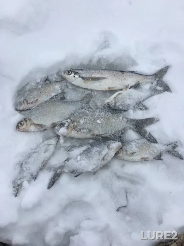 Лещ