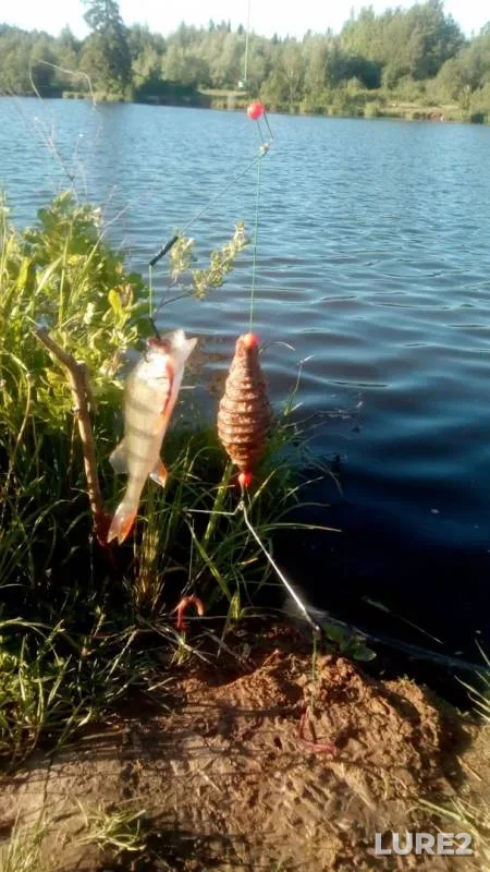 Окунь