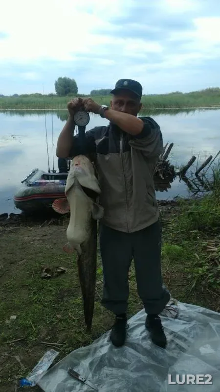 Сом