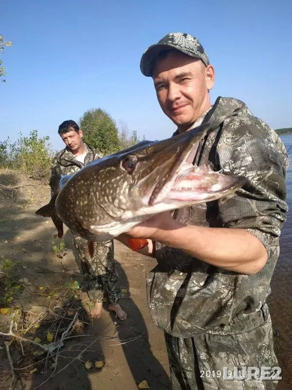 Щука