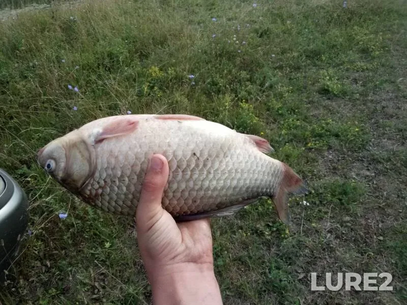 Уклейка, Карась