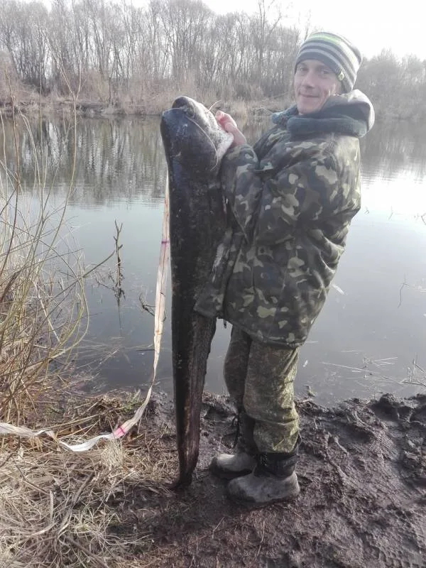 Сом