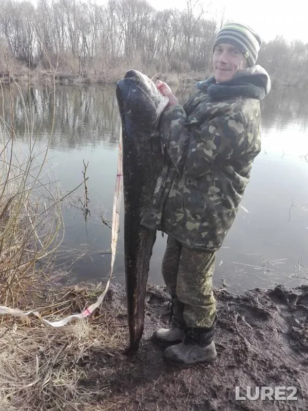 Сом