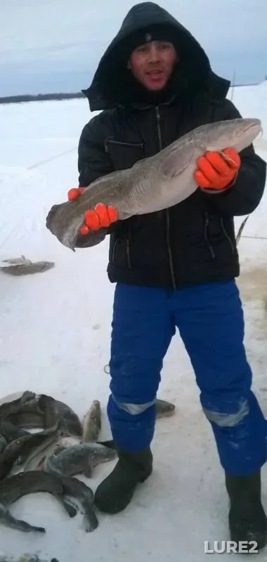 Налим