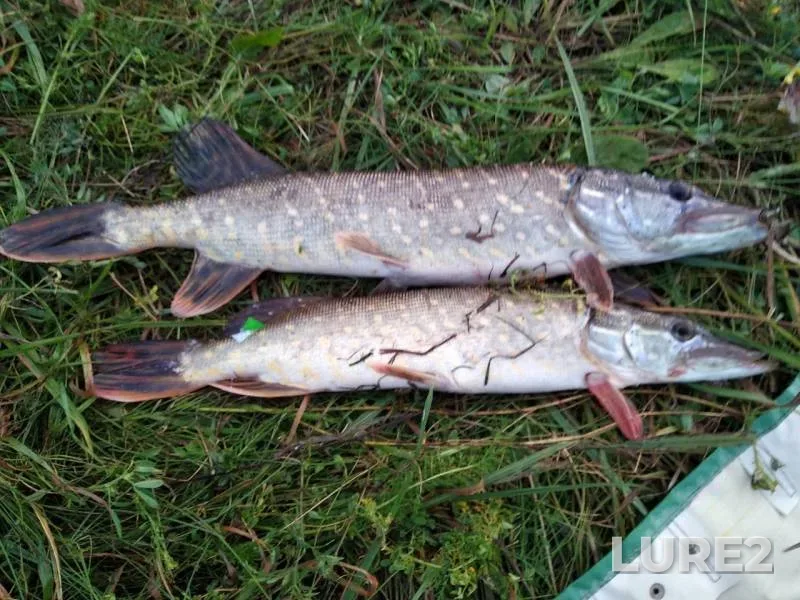 Щука — Гродненская область, Вороновский район, 11 мар. 2019 г.