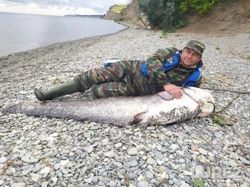 Сом