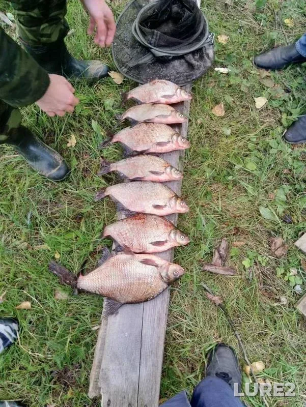 Лещ