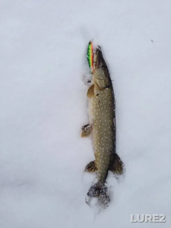 Щука
