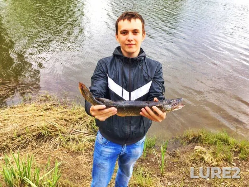 Окунь, Щука