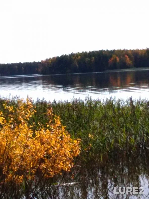 Окунь