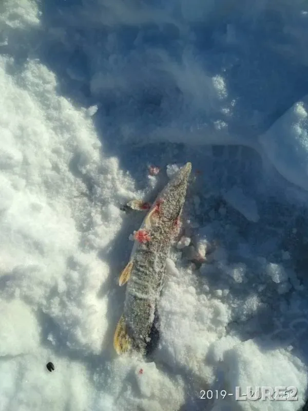 Щука