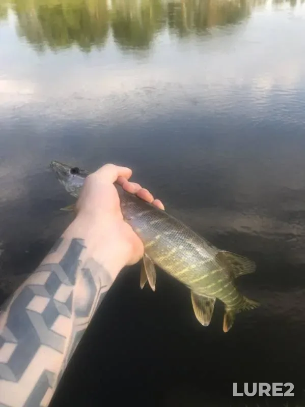 Лещ