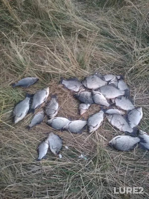 Карась — Омская область, Тюкалинский район, 12 окт. 2019 г.