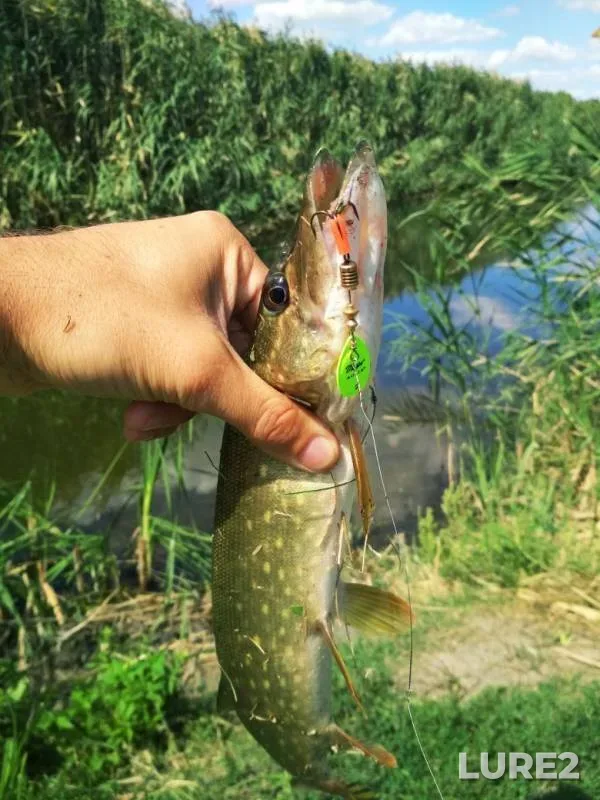 Окунь, Щука