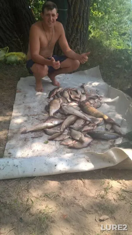 Лещ, Карась