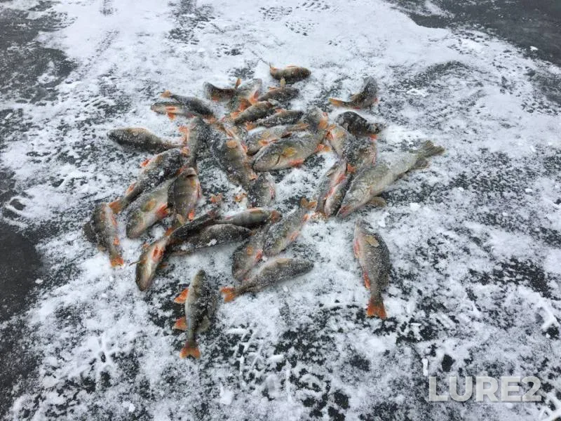 Окунь, Щука