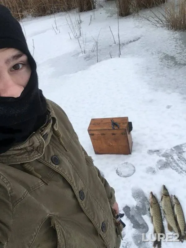 Окунь, Щука