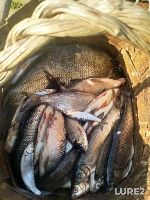 Лещ