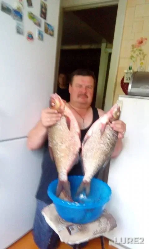 Лещ, Окунь