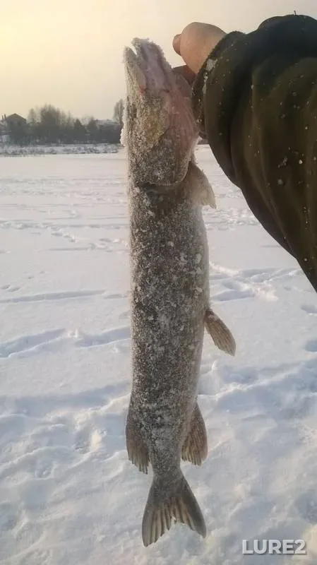 Щука