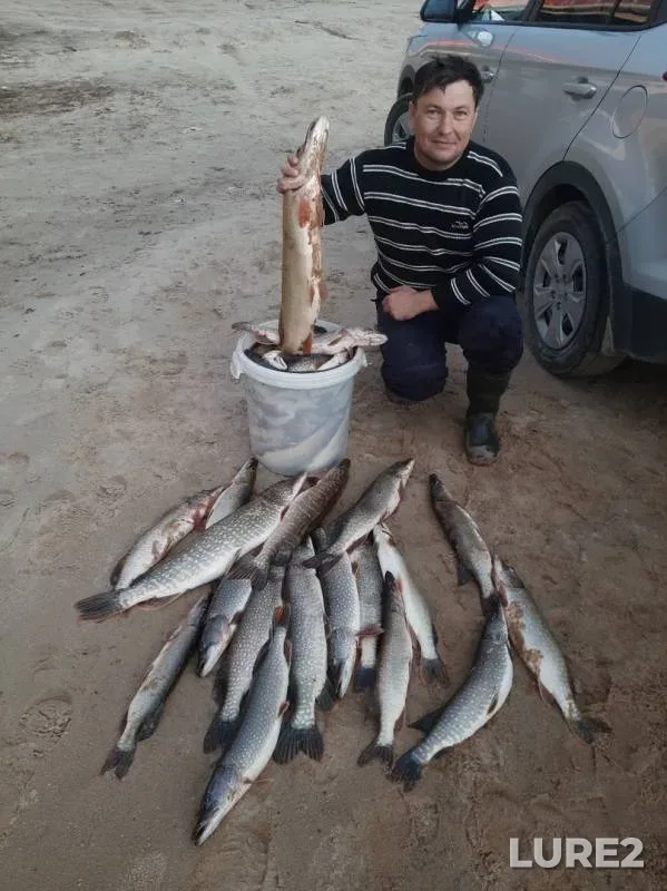 Щука