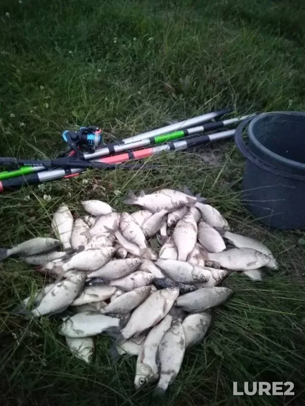 Карась