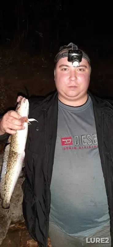 Налим