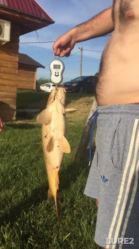 Карп