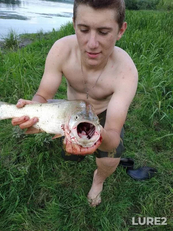 Жерех