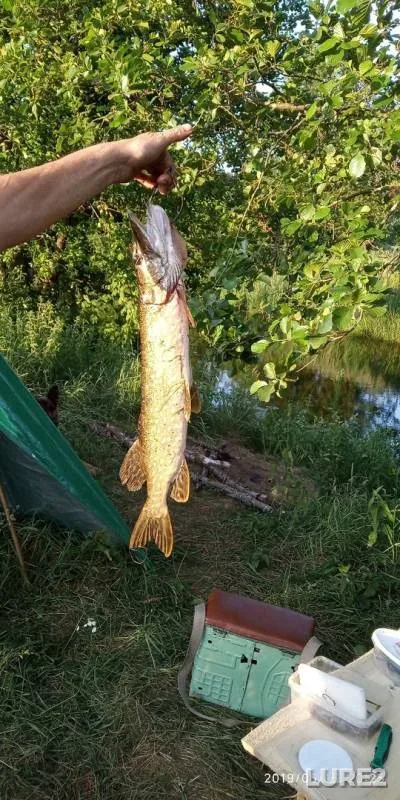 Щука — Реста, 16 июн. 2019 г.