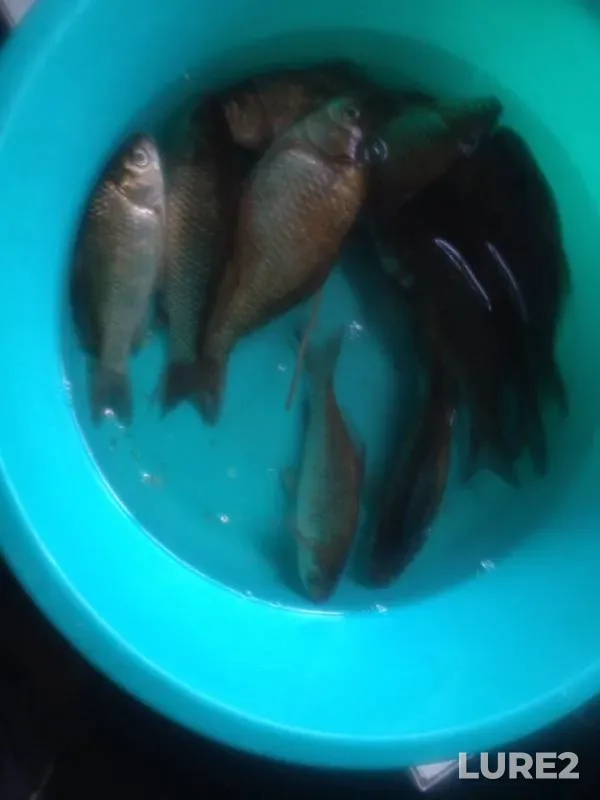 Карась