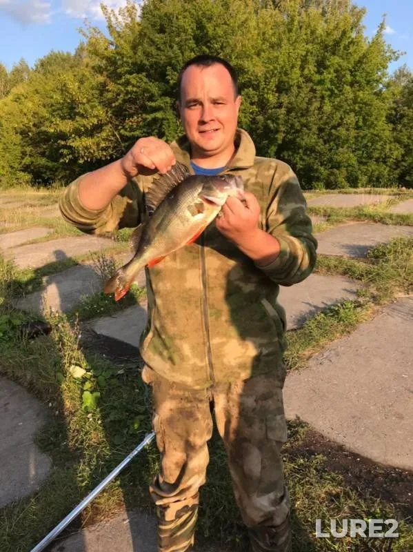 Окунь, Щука