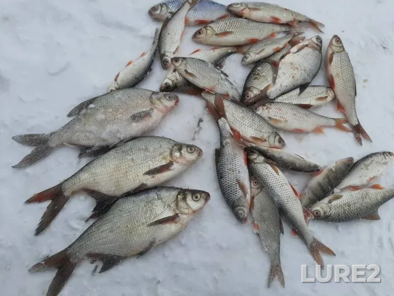 Лещ, Окунь