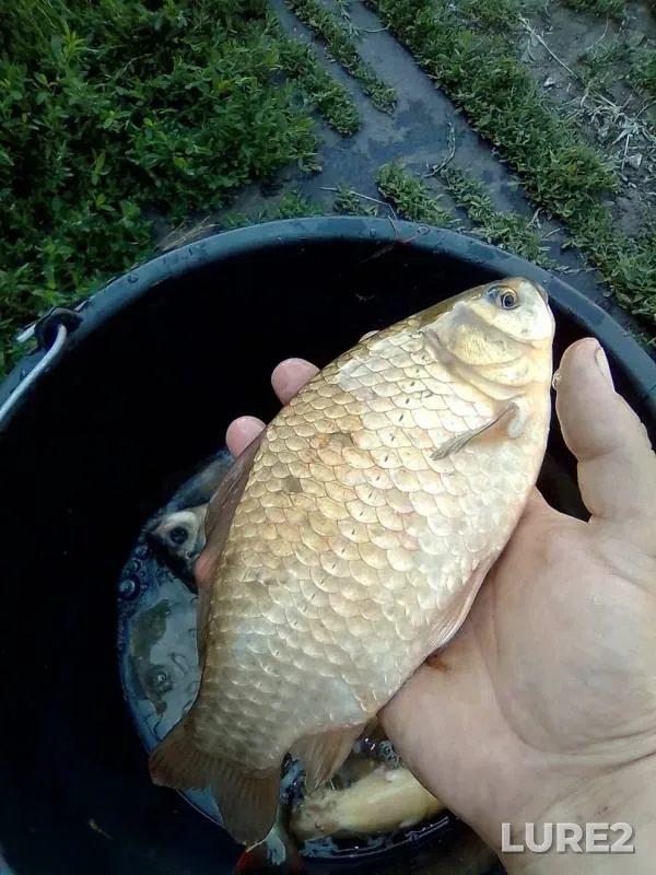 Карась