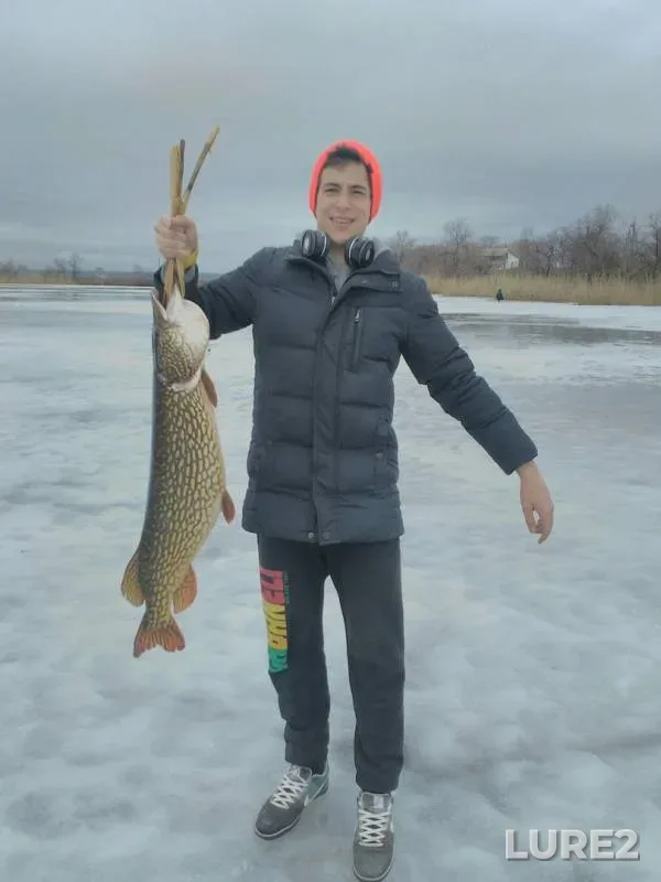 Щука