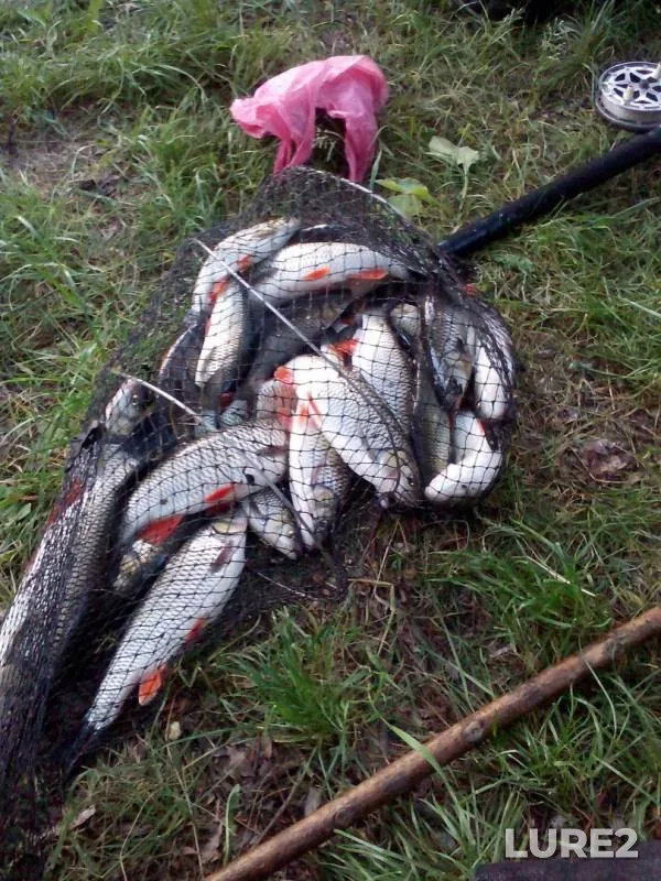 Голавль