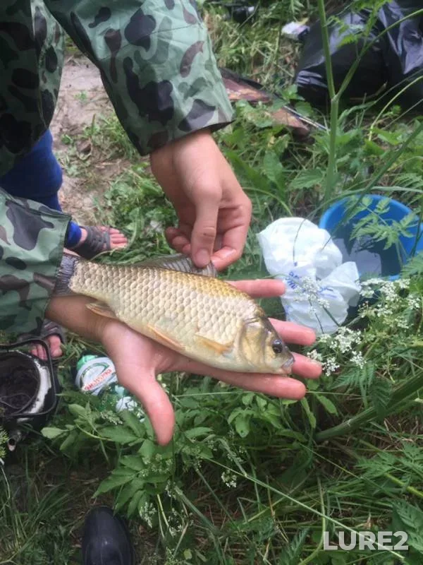 Карась