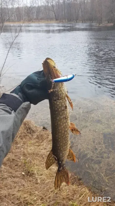 Щука